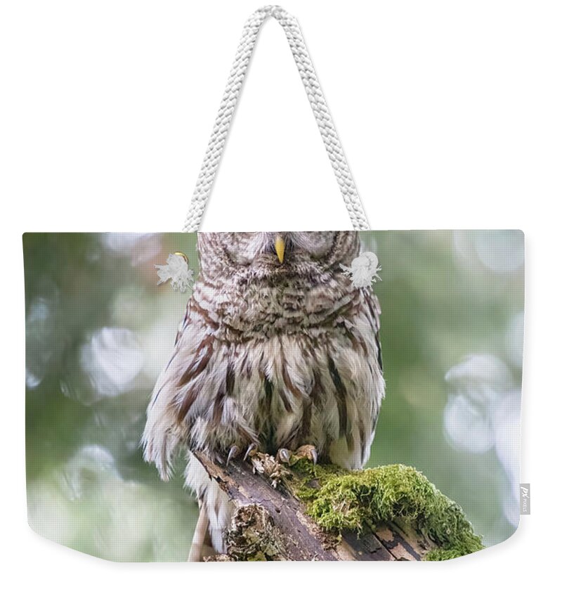 Barred Owl Weekender Tote Bag featuring the photograph Barred Owl Stare by Michael Rauwolf