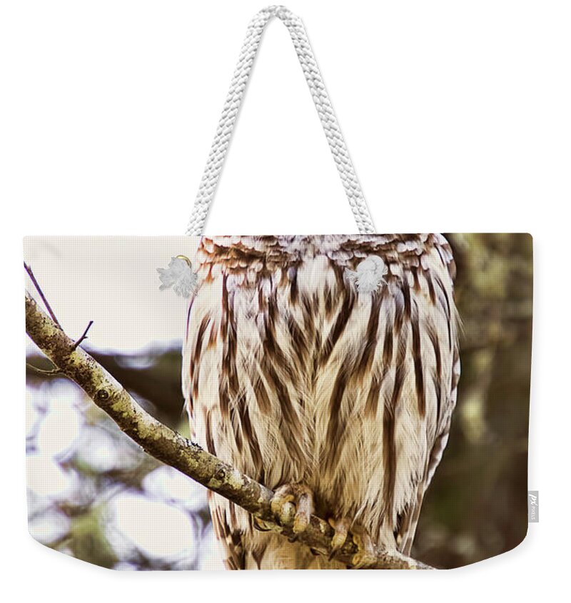 Barred Owl Weekender Tote Bag featuring the photograph Barred Owl Stare by Peggy Collins