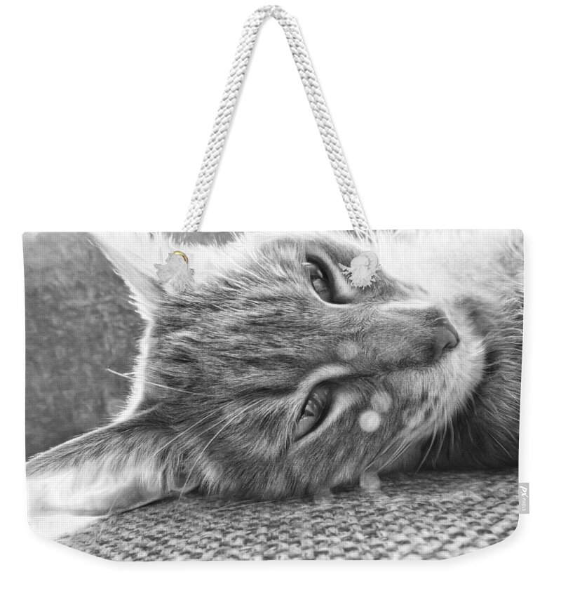 Cat Weekender Tote Bag featuring the photograph Basking in Light by Susan Hope Finley
