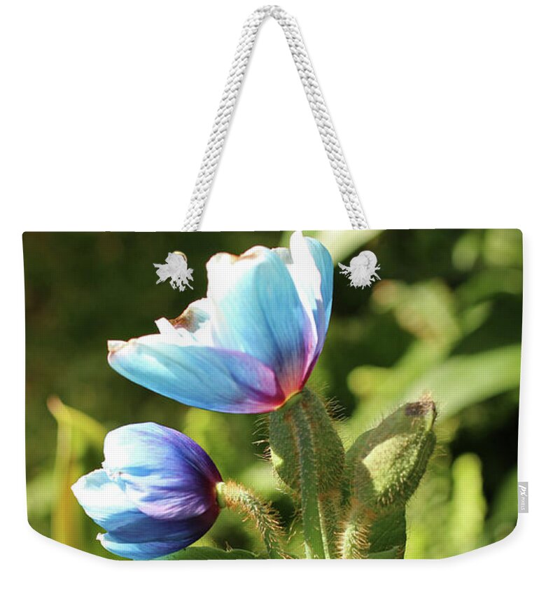 Himalayan Blue Poppy Weekender Tote Bag featuring the photograph Basking in the sun by Laurie Lago Rispoli