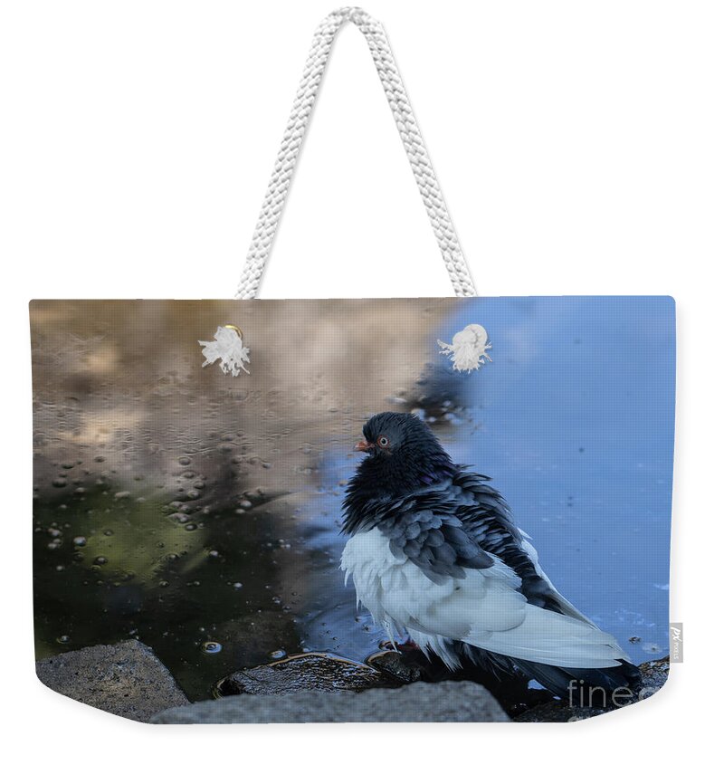 Fancy Pigeon Weekender Tote Bag featuring the photograph Bathing by Eva Lechner