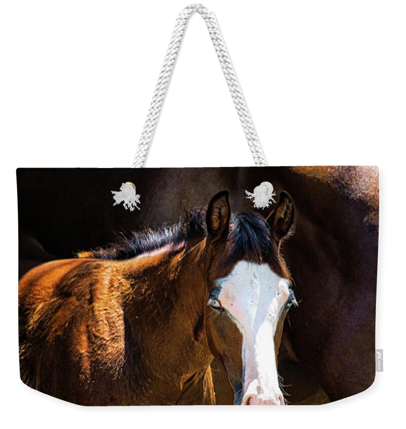 Horse Weekender Tote Bag featuring the photograph Bay Colt by Rene Vasquez