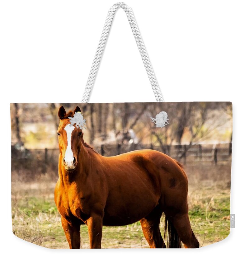 Horse Weekender Tote Bag featuring the photograph Bay Horse 2 by C Winslow Shafer