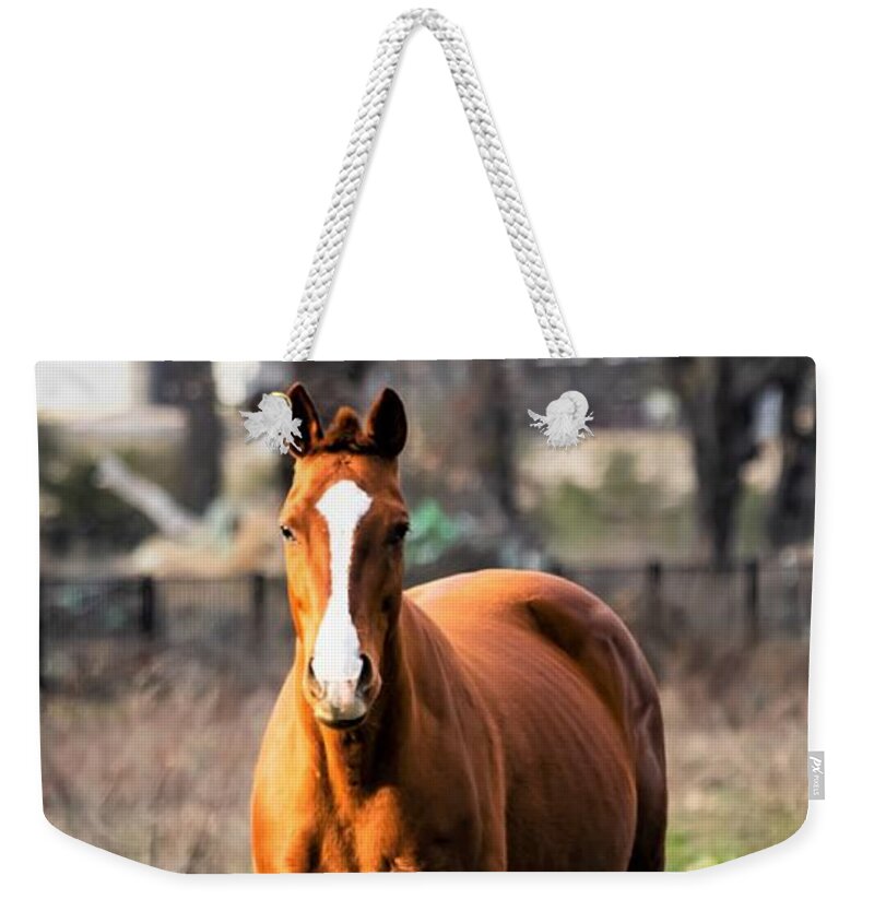 Horse Weekender Tote Bag featuring the photograph Bay Horse 4 by C Winslow Shafer
