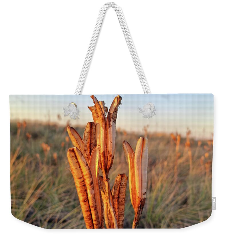 Beach Weekender Tote Bag featuring the photograph Beach Lily Pods by Tracey Lee Cassin