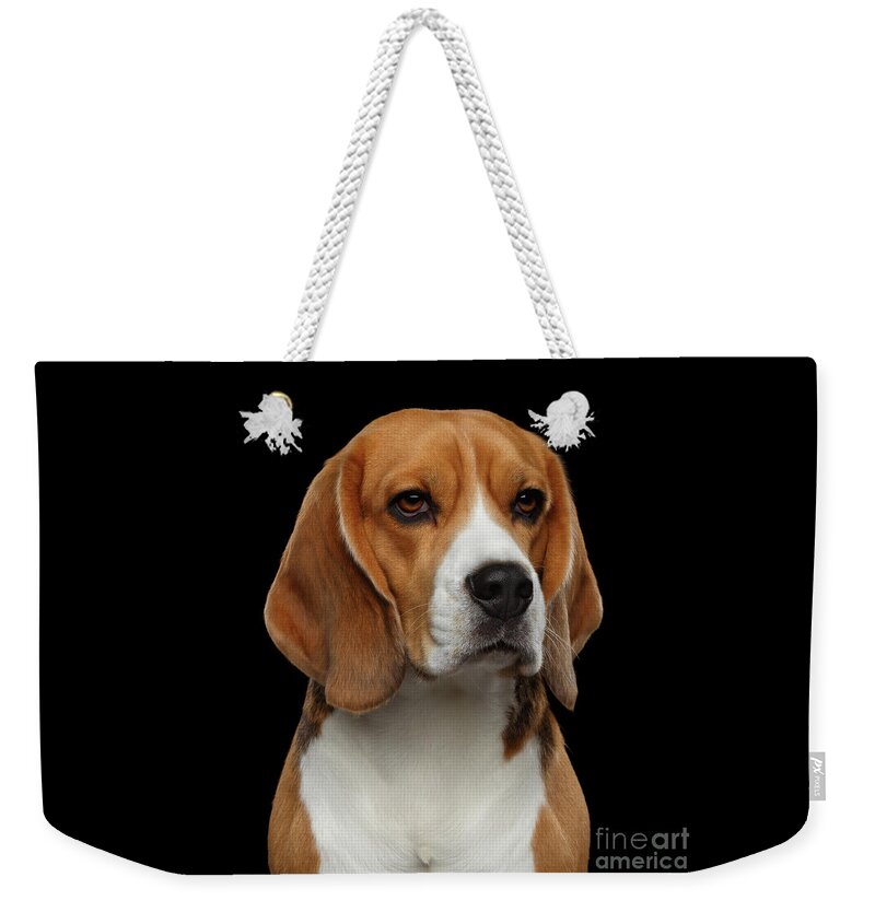 Animal Weekender Tote Bag featuring the photograph Beagle by Sergey Taran