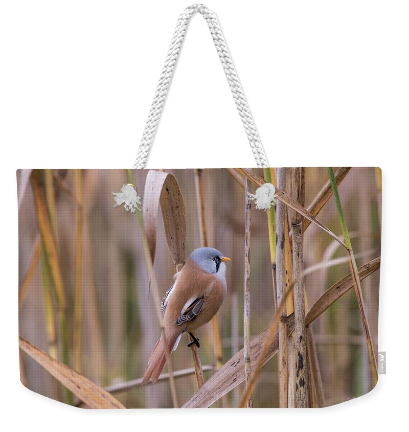 Bearded Reedling Weekender Tote Bag featuring the photograph Bearded Tits or Bearded Reedlings male on a straw by Torbjorn Swenelius