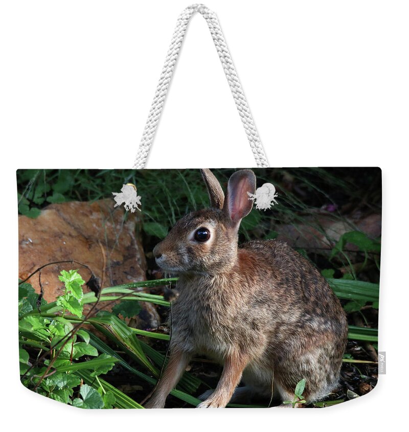 Wildlife Weekender Tote Bag featuring the photograph Beautiful Bunny Portrait by Trina Ansel