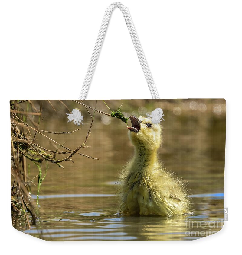 Gosling Weekender Tote Bag featuring the photograph Beautiful gosling feeding. by Sam Rino
