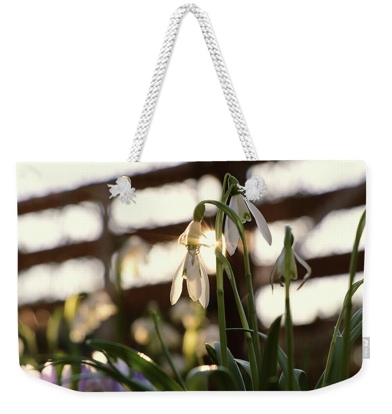 Misty Weekender Tote Bag featuring the photograph White snowdrop in golden hours. by Vaclav Sonnek
