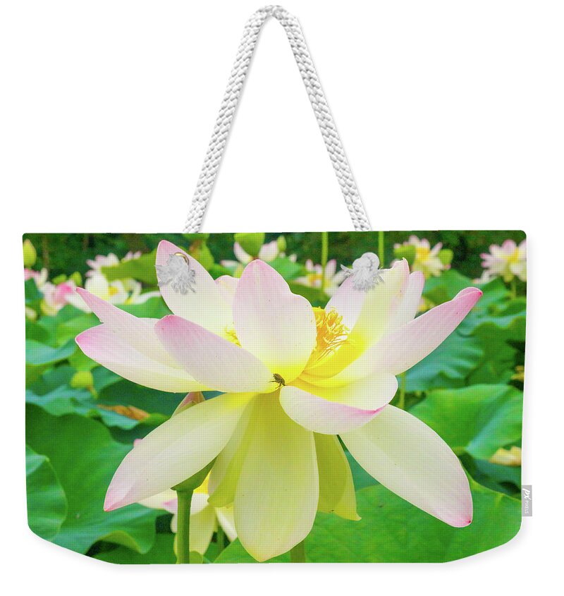 Flowers Weekender Tote Bag featuring the photograph Beautiful White Lilly Flower by Auden Johnson