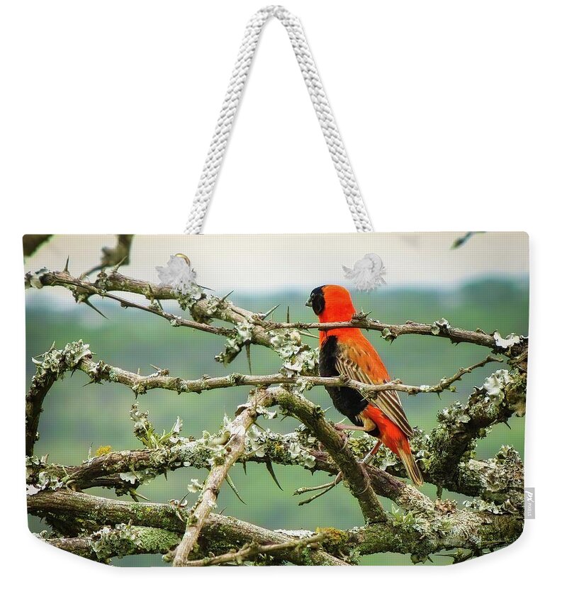 Southern Red Bishop Weekender Tote Bag featuring the photograph Beauty In the Thorns by Rebecca Herranen
