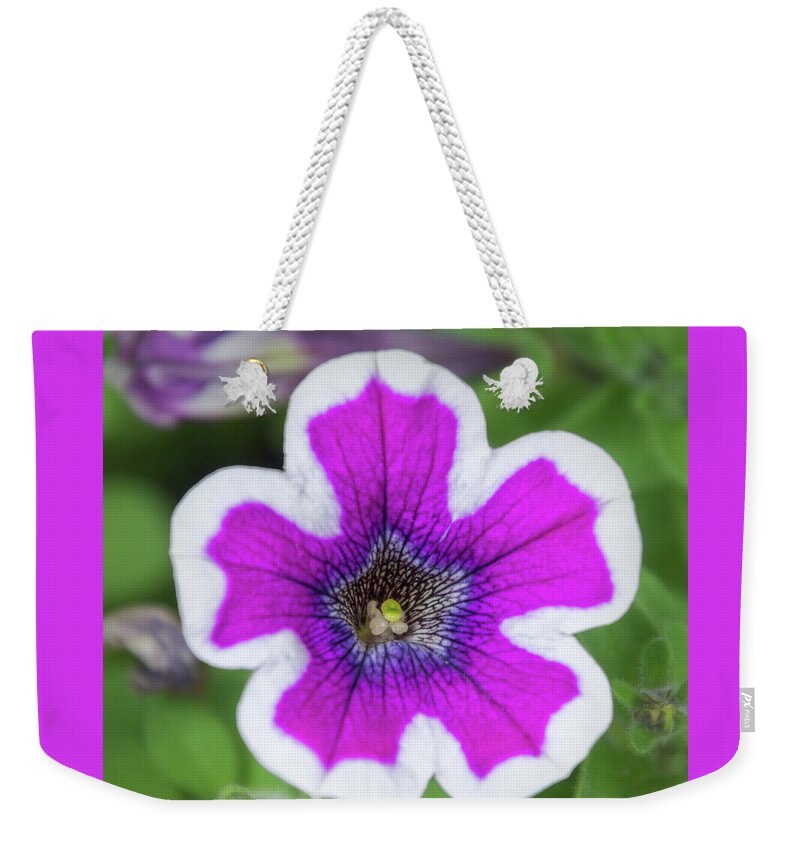 Colorado Flowers Weekender Tote Bag featuring the photograph Beauty of A Garden Petunia by Debra Martz