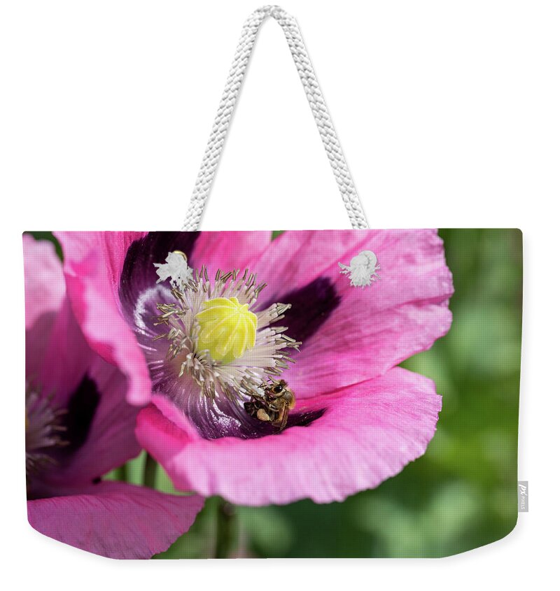 Bee Weekender Tote Bag featuring the photograph Bee In A Pink Poppy by Tanya C Smith
