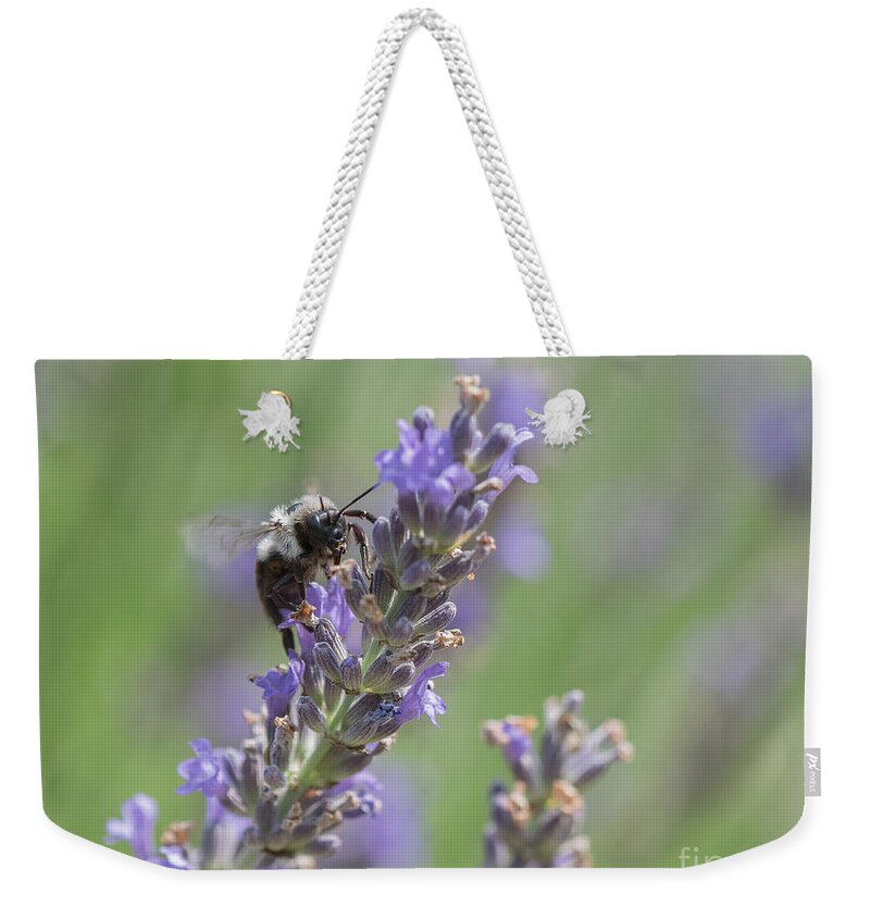 Bee Weekender Tote Bag featuring the photograph Bee on Lavender by Lorraine Cosgrove