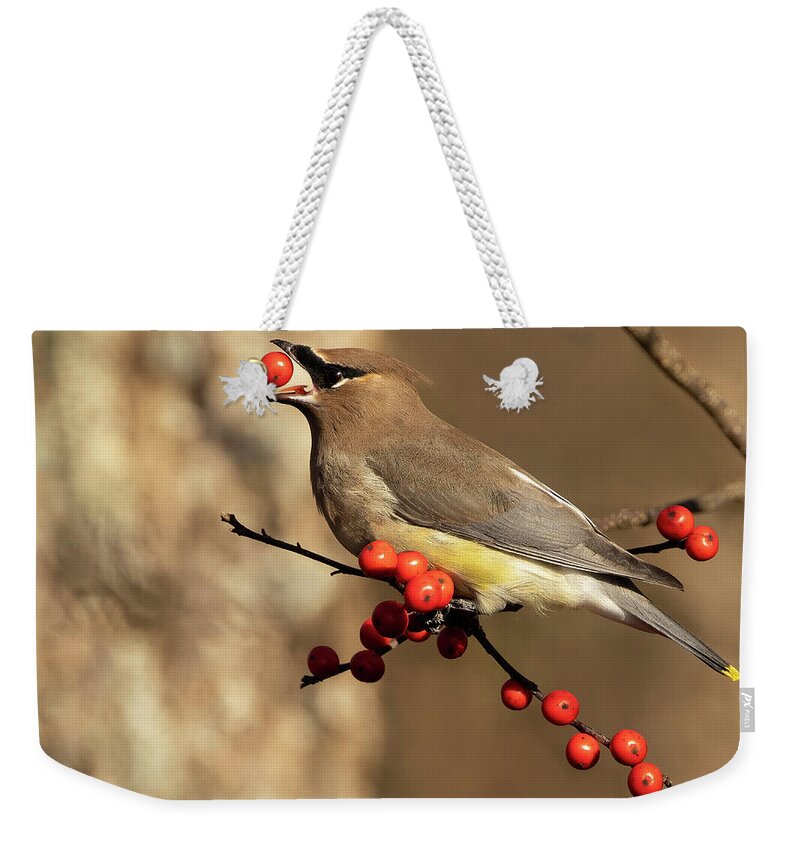 Bird Weekender Tote Bag featuring the photograph Berry Tossing by Art Cole