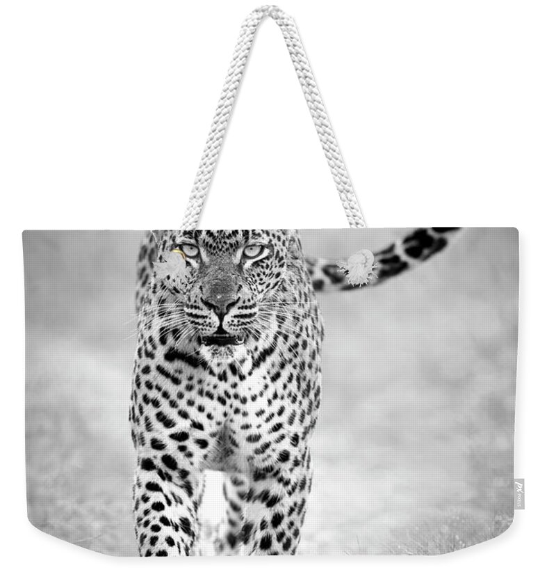 Leopard Weekender Tote Bag featuring the photograph Big Cats of Africa - Leopard, South Africa by Stu Porter