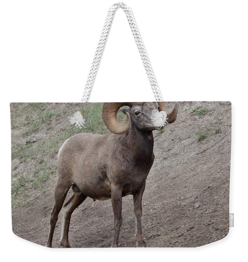 Ram Weekender Tote Bag featuring the photograph Big Horn Ram 2 by Bob Christopher
