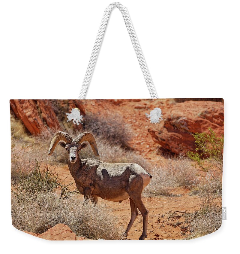 Big Weekender Tote Bag featuring the photograph Big Horn Sheep in Valley of Fire by Doolittle Photography and Art