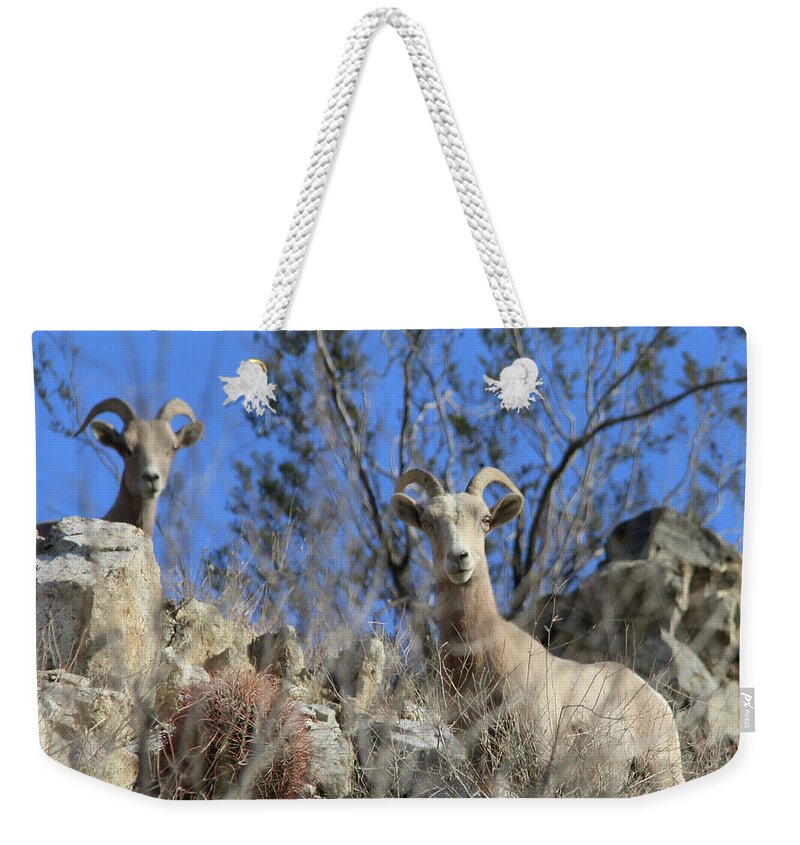 Big Horn Sheep Weekender Tote Bag featuring the photograph Big Horn Sheep by Perry Hoffman