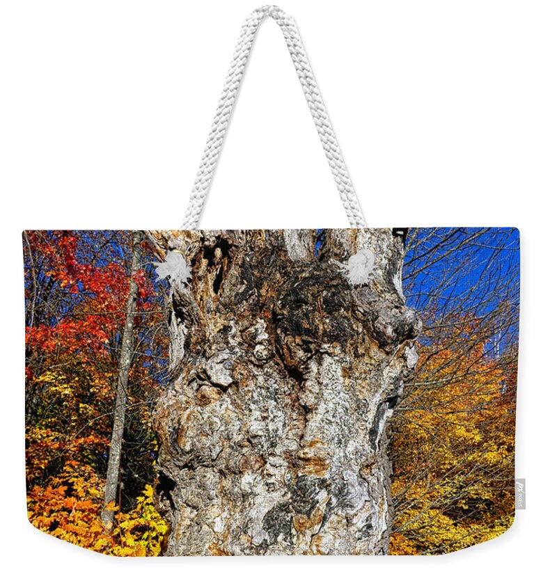 Tree Weekender Tote Bag featuring the photograph Big Old Dead Tree in Fall by Olivier Le Queinec