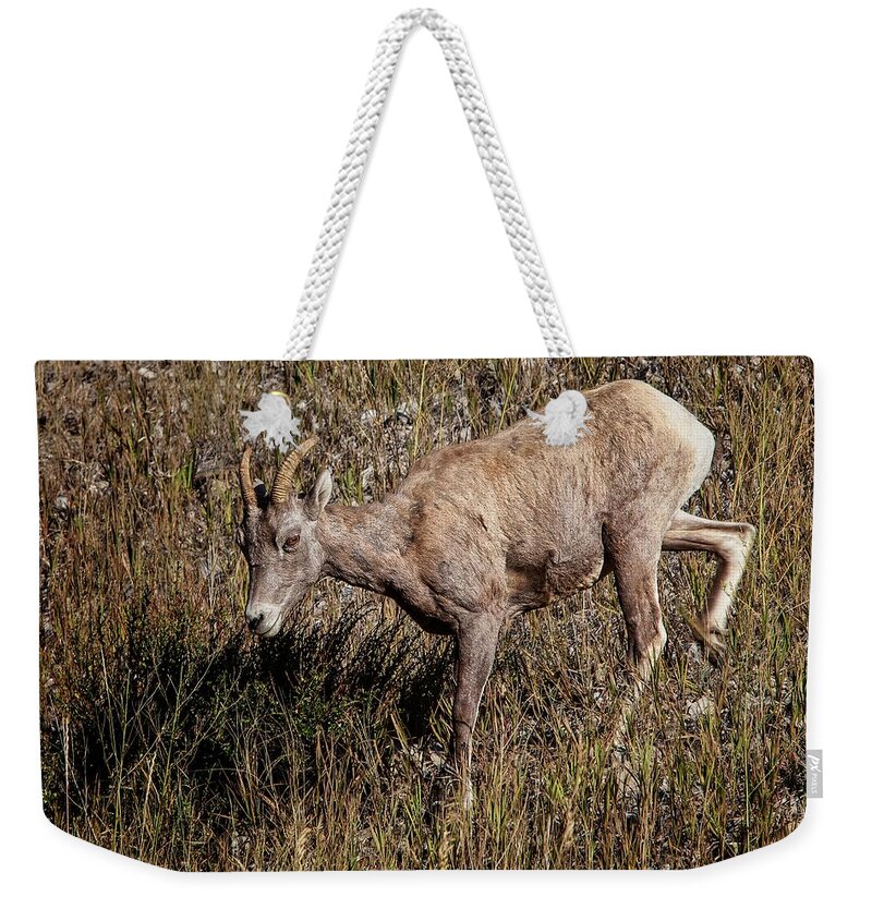 Rocky Mountain Weekender Tote Bag featuring the photograph Bighorn Ewe by Ronald Lutz