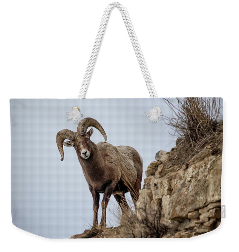Yellowstone National Park Weekender Tote Bag featuring the photograph Bighorn Sheep on Ridge by Cheryl Strahl