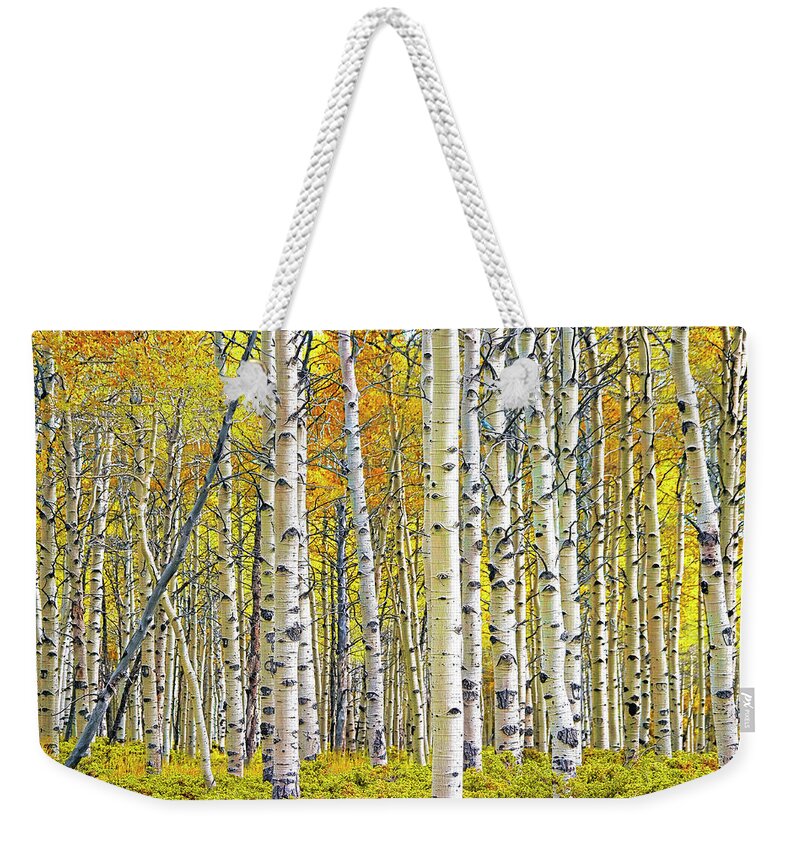 Nature Weekender Tote Bag featuring the photograph Birch Tree Grove in Autumn Yellow Color by Randall Nyhof