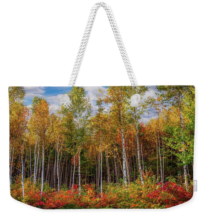 Maine Birch Trees Weekender Tote Bag featuring the photograph Birch trees turn to gold by Jeff Folger