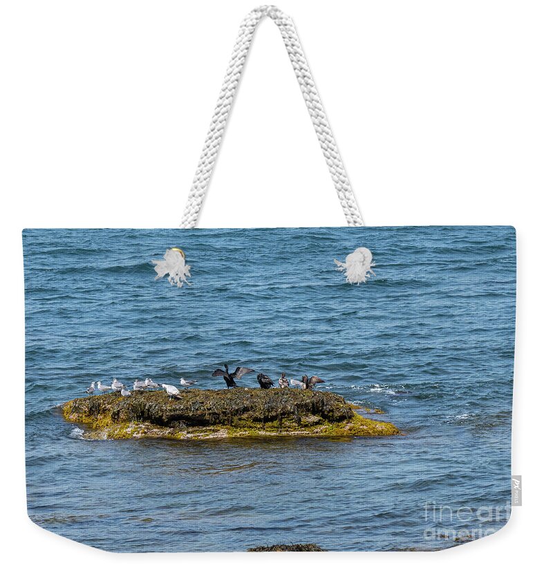Newport Weekender Tote Bag featuring the photograph Bird Island by Bob Phillips