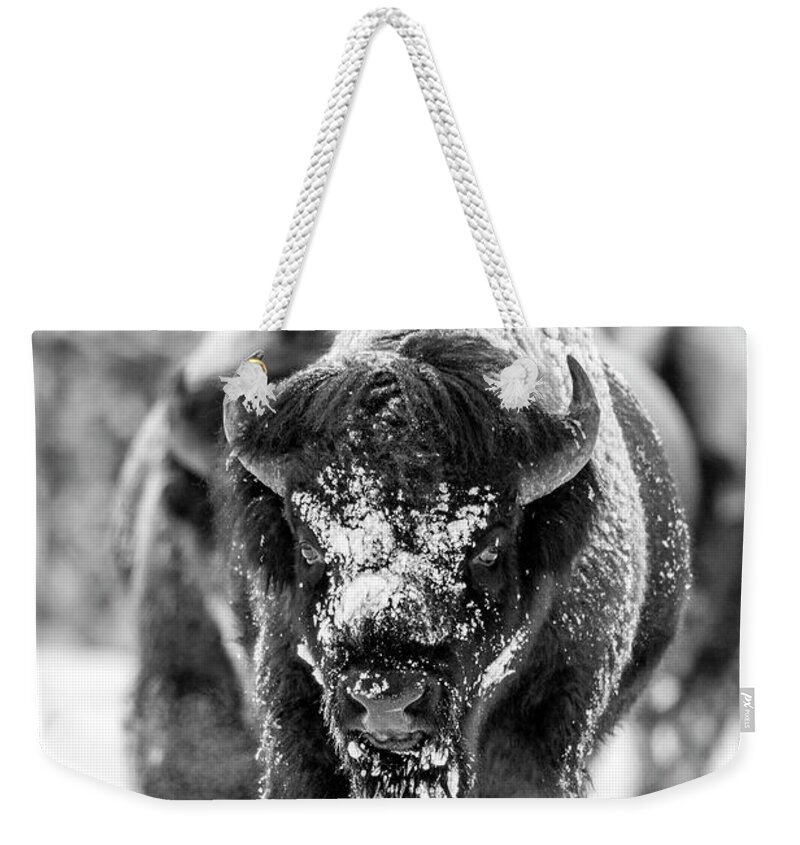 Bison Weekender Tote Bag featuring the photograph Bison in snow by D Robert Franz