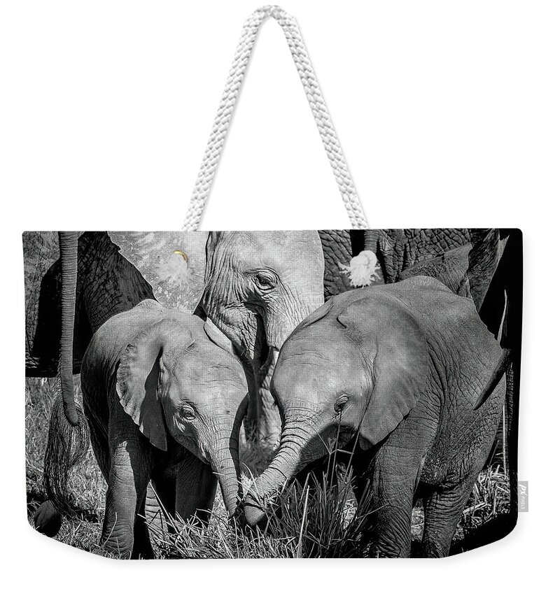 Elephants Weekender Tote Bag featuring the photograph Black and white image of an African elephant family in Amboseli National Park, Kenya. by Jane Rix