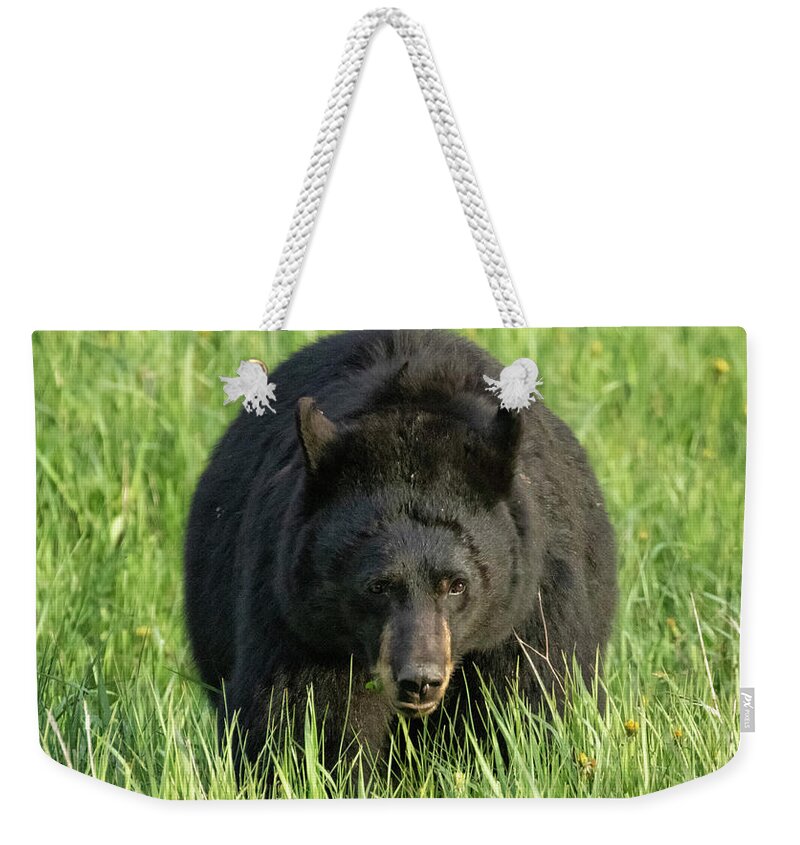 American Black Bear Weekender Tote Bag featuring the photograph Black Bear Eating Grass in Yellowstone by Belinda Greb
