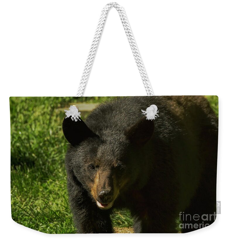 Black Bear Weekender Tote Bag featuring the photograph Black Bear on the Prowl by Barbara Bowen