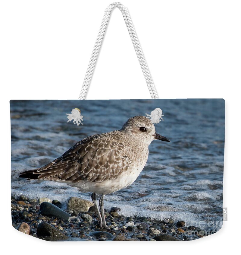 Animal Weekender Tote Bag featuring the photograph Black-bellied Plover Winter Plumage Portrait by Nancy Gleason