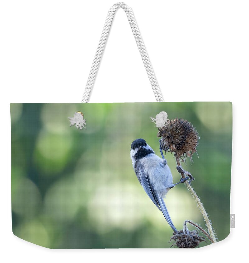 Black-capped Chickadee Weekender Tote Bag featuring the photograph Black-capped Chickadee 2021-1 by Thomas Young