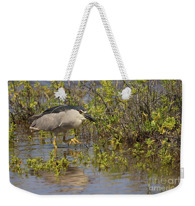 Black-crowned Night Heron Weekender Tote Bags