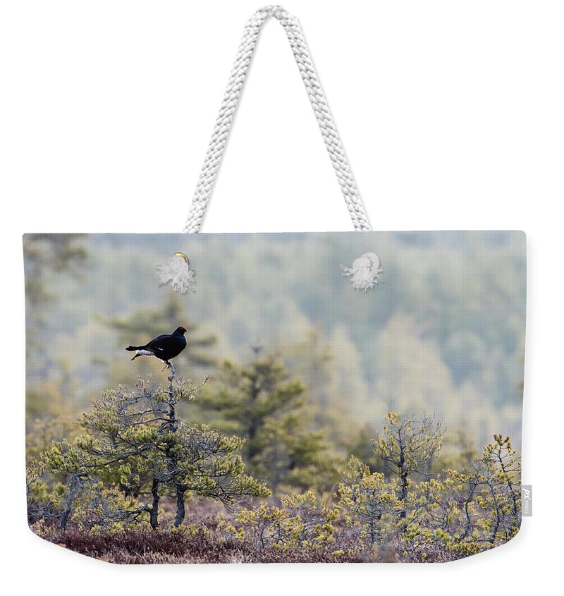 Black Grouse Weekender Tote Bag featuring the photograph Black Grouse on top of a small pine by Torbjorn Swenelius