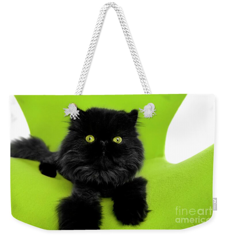 Cat Weekender Tote Bag featuring the photograph Black Persian Cat Joy by Renee Spade Photography