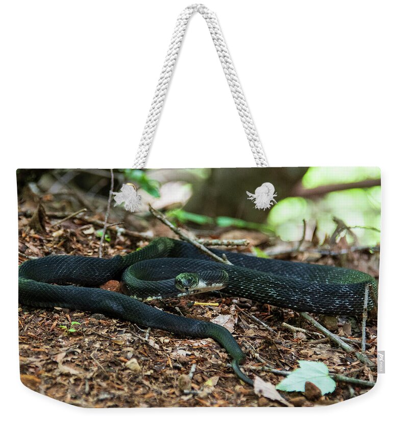 Brevard Weekender Tote Bag featuring the photograph Black Rat Snake by Melissa Southern