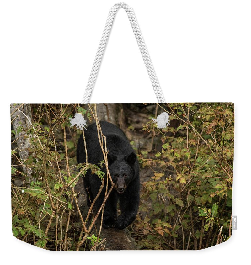 Black Bear Weekender Tote Bag featuring the photograph Blackie by David Kirby