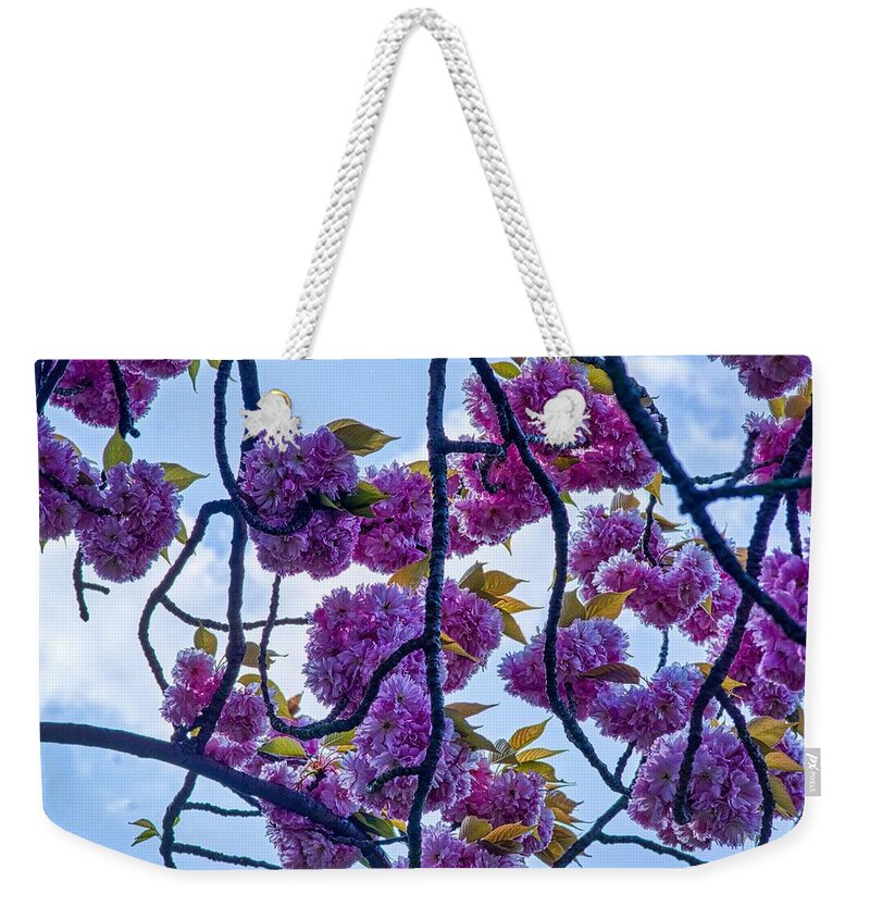 Pink Blossom Weekender Tote Bag featuring the photograph Blossom In Regents Park by Raymond Hill