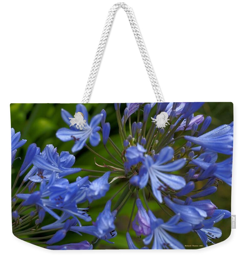 Botanical Weekender Tote Bag featuring the photograph Blue Agapanthus by Richard Thomas