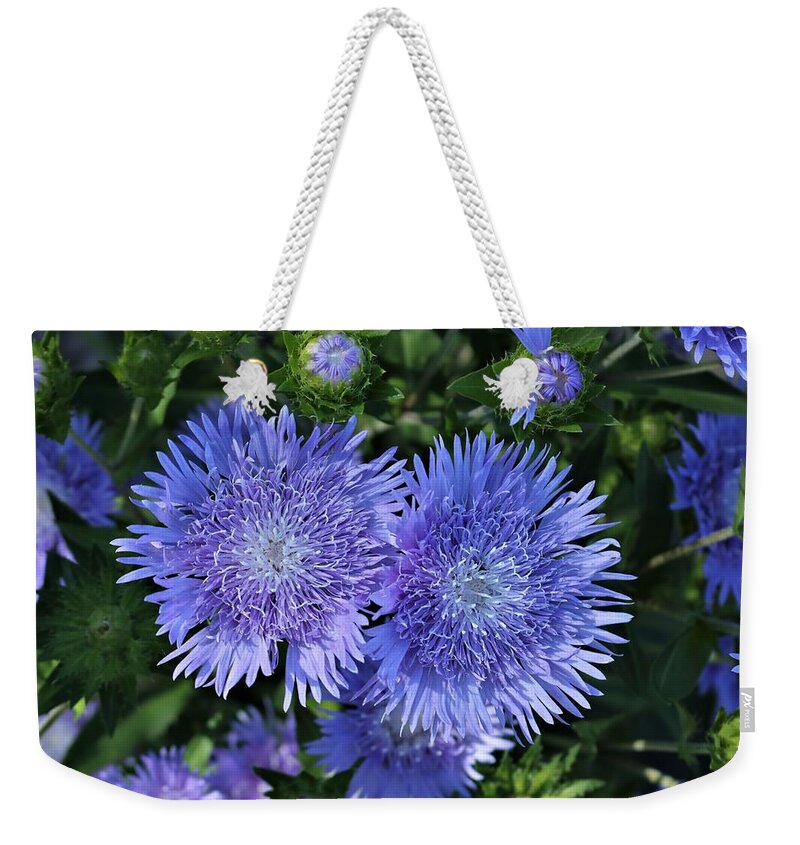 Nature Weekender Tote Bag featuring the photograph Blue Aster Flowers Close-up by Sheila Brown