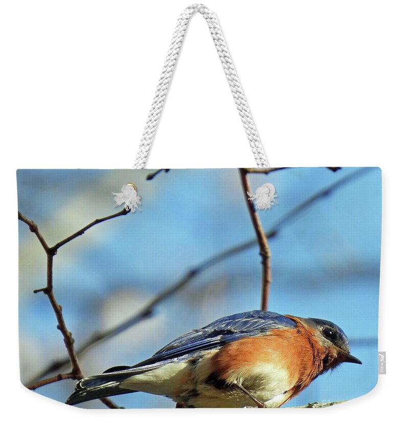 Nature Weekender Tote Bag featuring the photograph Blue Bird51 by Lizi Beard-Ward