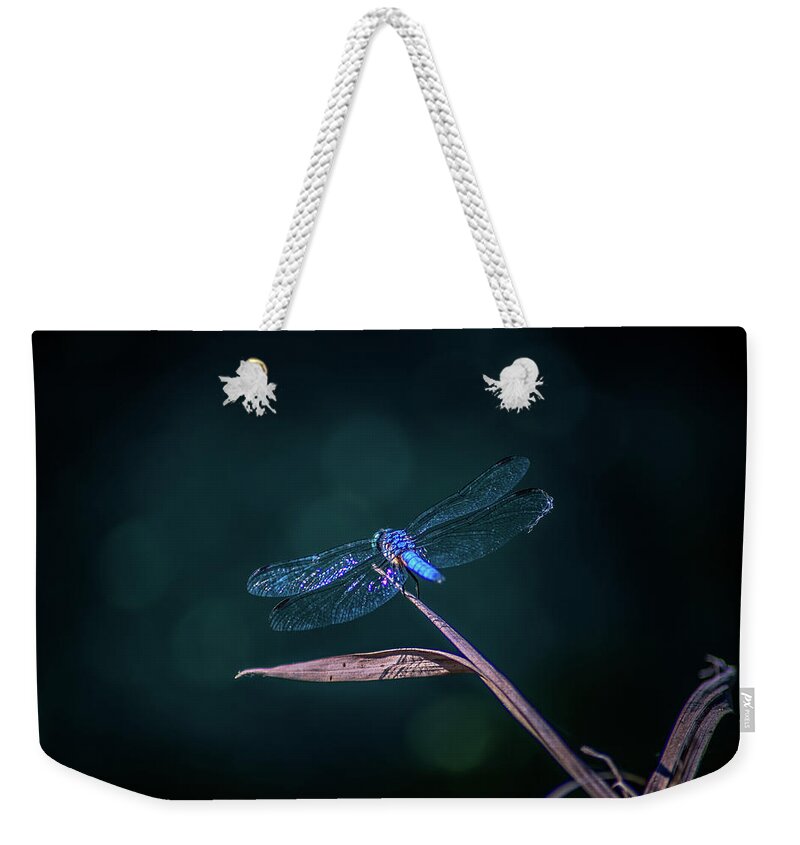 Insects Weekender Tote Bag featuring the photograph Blue Dragonfly by Marcus Jones