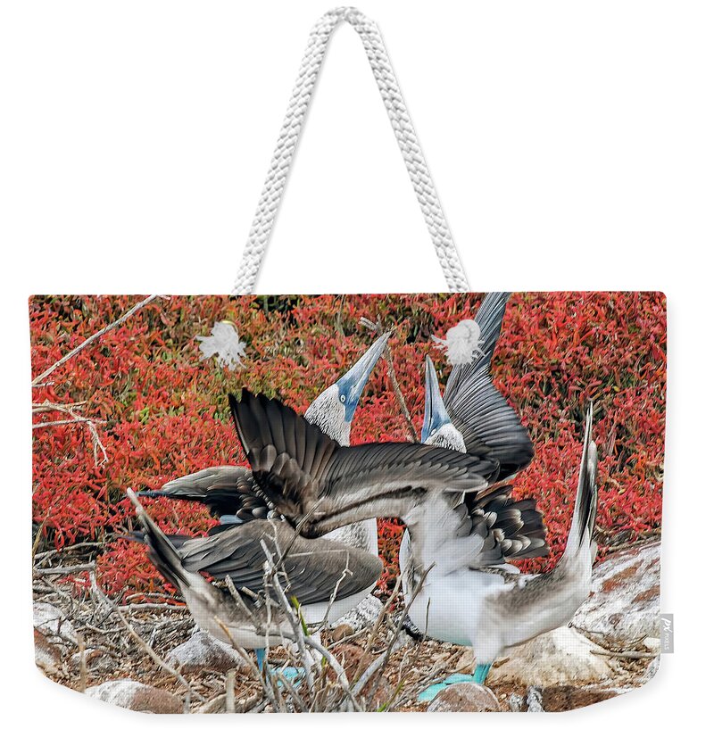 Animals In The Wild Weekender Tote Bag featuring the photograph Blue-footed Boobies courtship dance by Henri Leduc