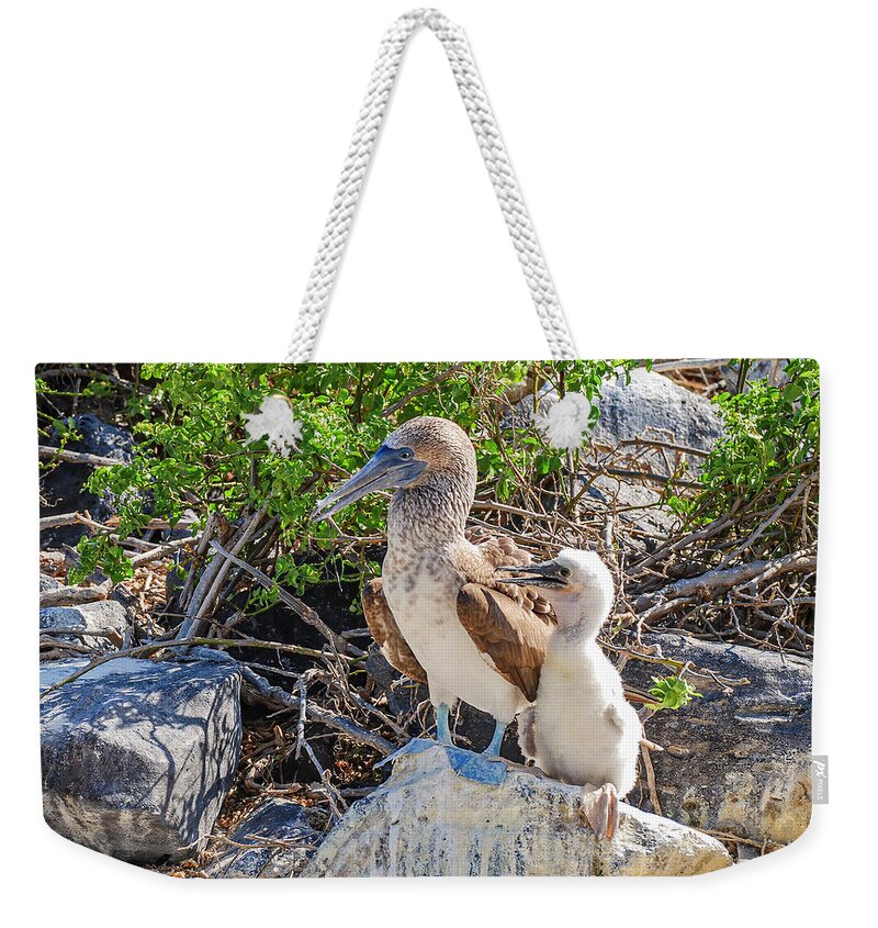 Animals In The Wild Weekender Tote Bag featuring the photograph Blue-footed Booby hen and her chick by Henri Leduc