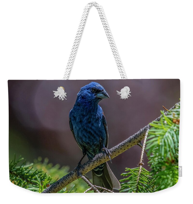 Bird Weekender Tote Bag featuring the photograph Blue Grosbeak by Cathy Kovarik