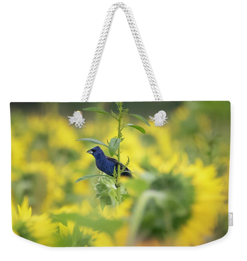 Dawson Lake Weekender Tote Bag featuring the photograph Blue Grosbeak in Sunflowers by Ray Silva